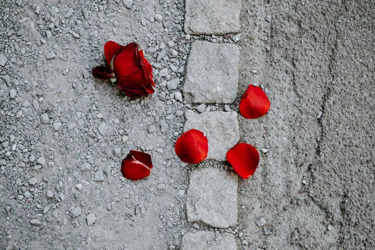 Una rosa rossa e petali sparsi sul selciato, simbolo di perdita e memoria